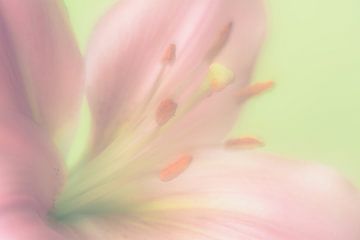 Romantische bloem in zacht pastel roze en groen van Lisette Rijkers