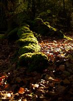 moss