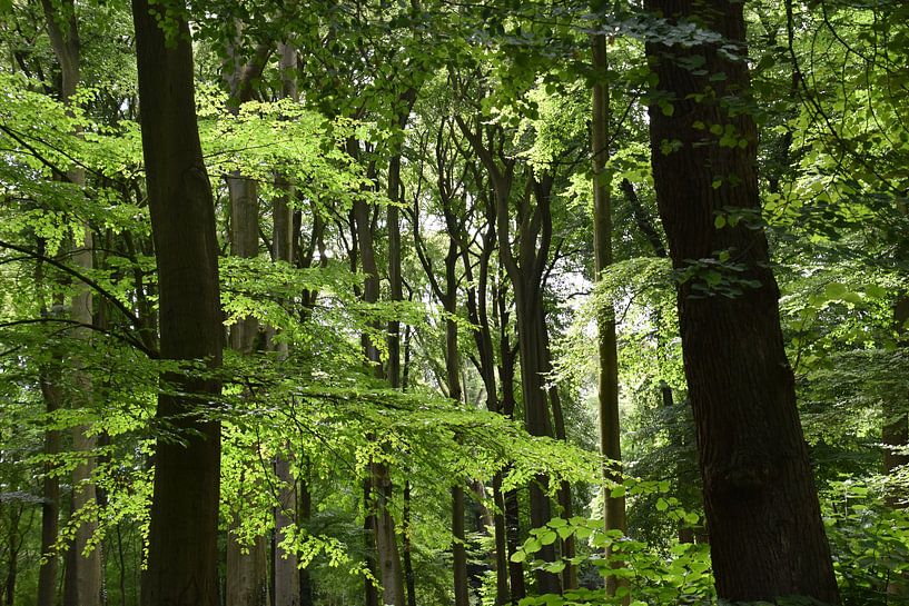 Bos met frisgroene kleuren von Susan Dekker
