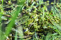 Frog in Spring / Frog in Spring