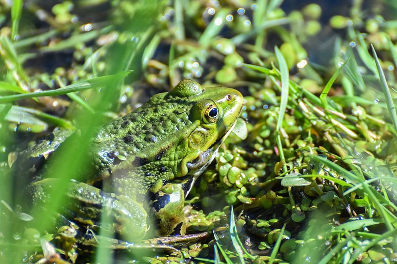 Kikker in het voorjaar / Frog in Spring van Henk de Boer