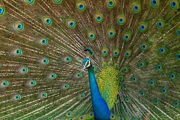Wildpfau im Minnerya-Nationalpark Sri Lanka