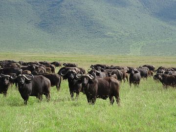 Tanzania safari by Mandy van der Doelen