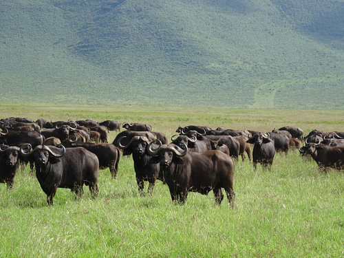 Tanzania safari