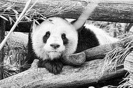 Panda von Truckpowerr