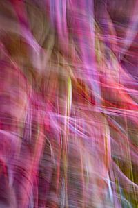 Lampenpoetsersgras in beweging (ICM)