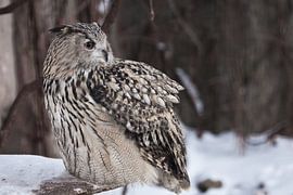 A large owl - Eurasian eagle-owlsits on a snowy background Sits sideways, in profile.