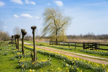 Narcissen in bloei van Roelof Nijholt