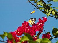 twee vlinders fladderen boven een bloem
