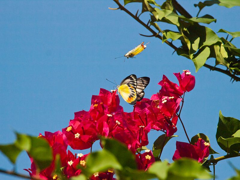 twee vlinders fladderen boven een bloem von kees luiten