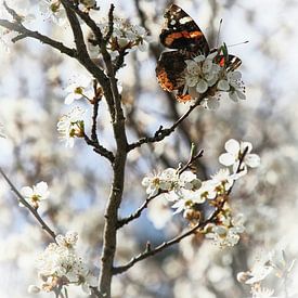 Vlinder op bloem van Ralf Ruppert