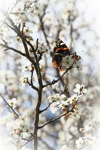 Schmetterling auf Blüte