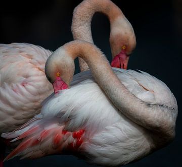 Flamboyante Flamingos van Angela Dijkman