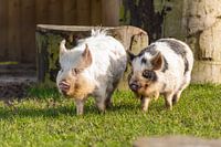 Truffel en Bobbie