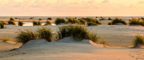 Dünengras beim Sonnenuntergang