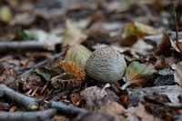 Pilzkugel