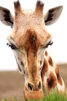 Grass-eating giraffe portrait