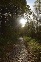 Illuminated path