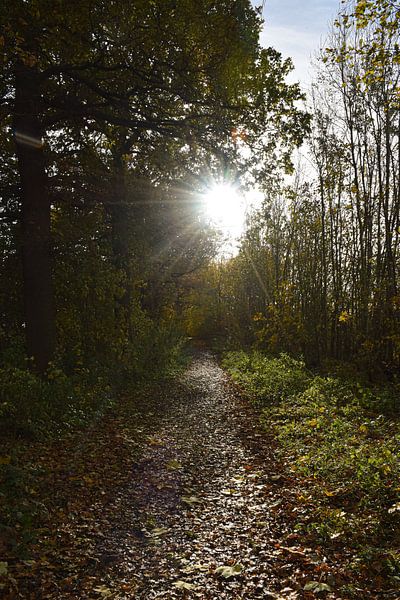 Illuminated path by Ingrid de Vos - Boom