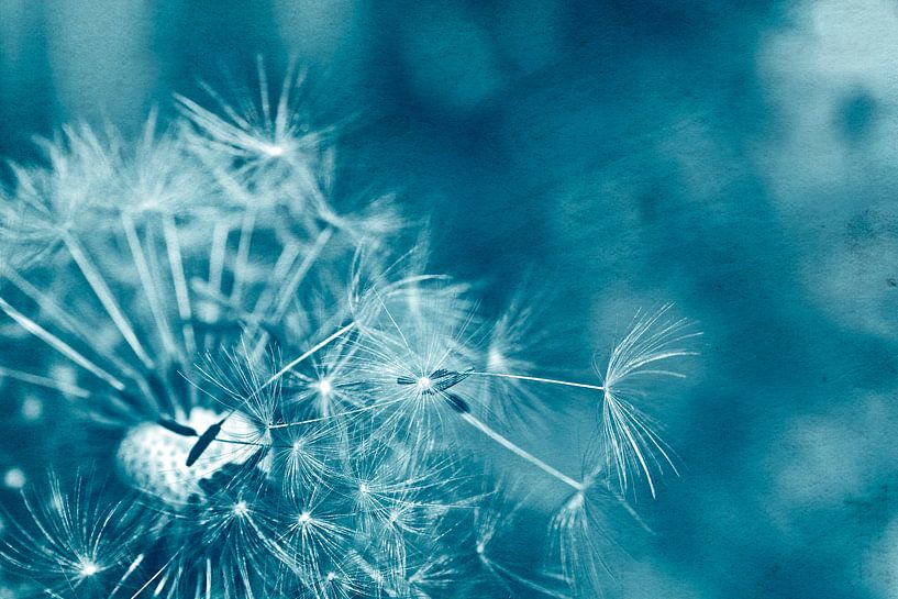 Pissenlit bleu par Claudia Evans