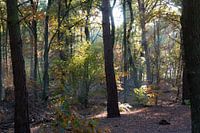 bos in de herfst