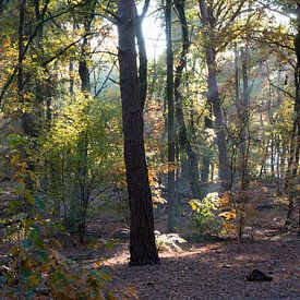 bos in de herfst sur Rene Wassenbergh