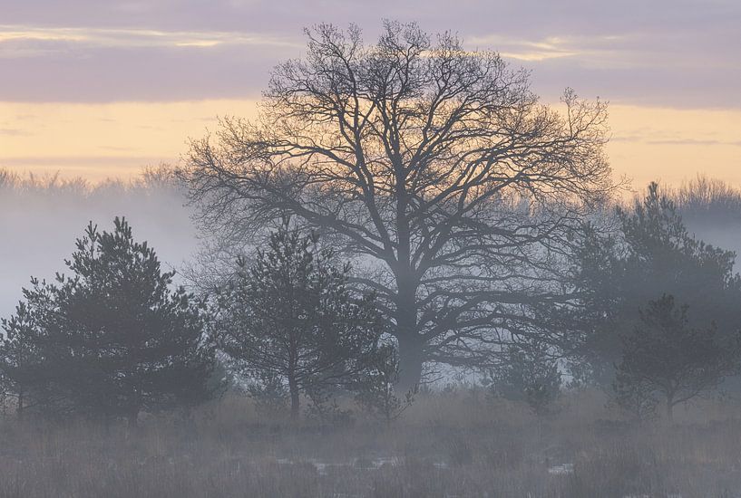 Sunrise Drents-Friese Wold - Hoekenbrink (Netherlands) by Marcel Kerdijk