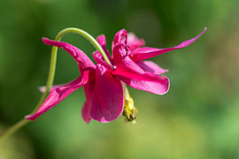 A bright columbine flower by Andreas Paul
