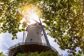 Mill in Alkmaar surrounded by trees by Evelien Oerlemans
