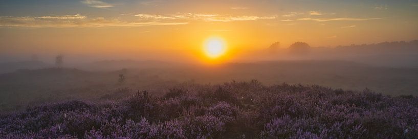 Heather's on fire. by Ivo Schut Fotografie