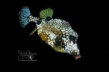 Glatter Kofferfisch Silhouette, Bonaire