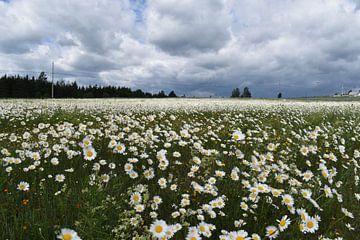 Ein Gänseblümchenfeld unter einem bewölkten Himmel von Claude Laprise