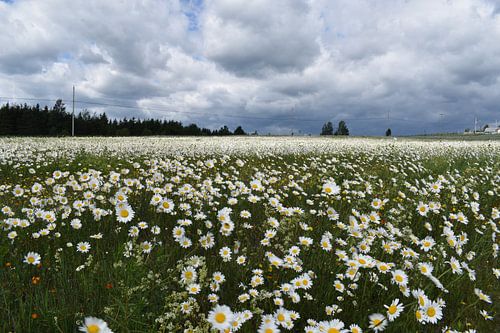 Ein Gänseblümchenfeld unter einem bewölkten Himmel