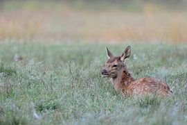 Fawn of Red Deer (Cervus elaphus) in autumn, lying, resting in dew wet grass.