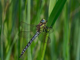 APPAREIL PHOTO NUMÉRIQUE OLYMPIQUE sur Hans Hendriks