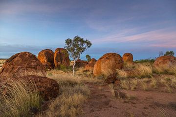 Sentinels of the Outback - Iconic Devil's Marbles with ghost gum tree in the middle by Joyce van Dijk Fotografie - fotografiekunst vanuit m'n