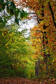 Picturesque autumn forest trail with colourful foliage and falling leaves. by Martin Köbsch