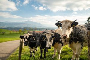 De jolies vaches dans l'Allgäu, avec le Grünten en arrière-plan