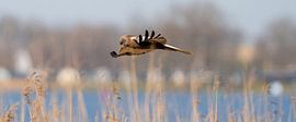 A panorama of the Kestrel. The bird flies with spread wings above a reed belt on the water's edge. by Gea Veenstra