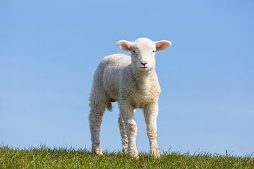 Mouton domestique-agneau