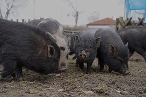 1jährige Minischweine im Garten