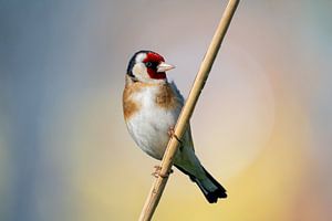 Chardonneret (oiseau) sur une branche