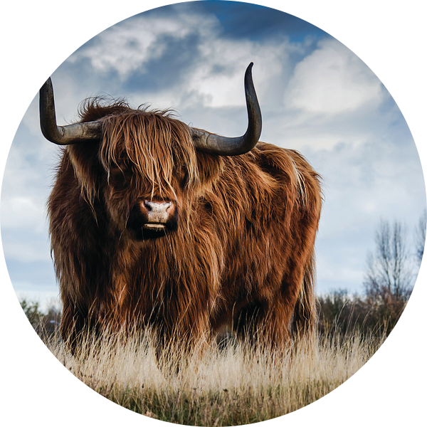 Schotse hooglander - Stier - Bull - Hoorns - Vacht - Koe - Drenthe - Friesland - Schotland - Heide van Designer