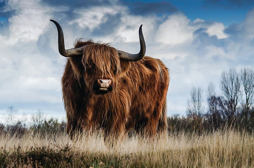 Schotse hooglander - Stier - Bull - Hoorns - Vacht - Koe - Drenthe - Friesland - Schotland - Heide van Designer