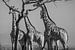 Groepje giraffen eten van acacia boom van Romy Oomen