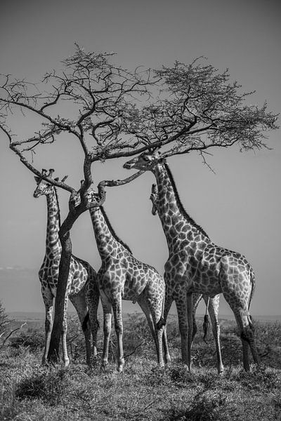Groepje giraffen eten van acacia boom van Romy Oomen