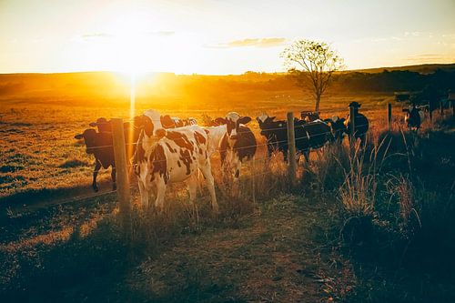 Coole Koeien 