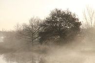 Ambiance automnale avec brouillard au sol sur un lac, Fischerhude, Basse-Saxe, Allemagne par Torsten Krüger Aperçu