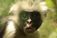 Monkey on zanzibar