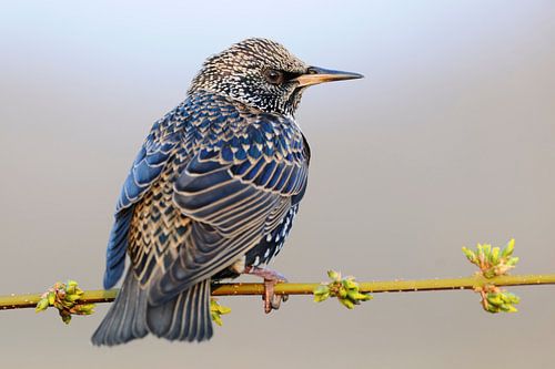 Common Starling *Sturnus vulgaris*